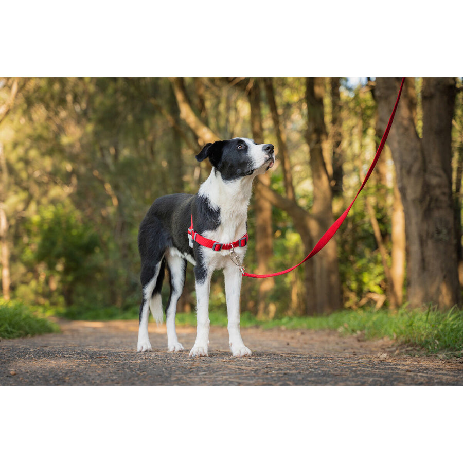 Dog Harness Red Dingo 42-59 cm Red S/M